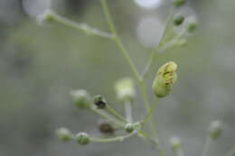 Image of American figwort