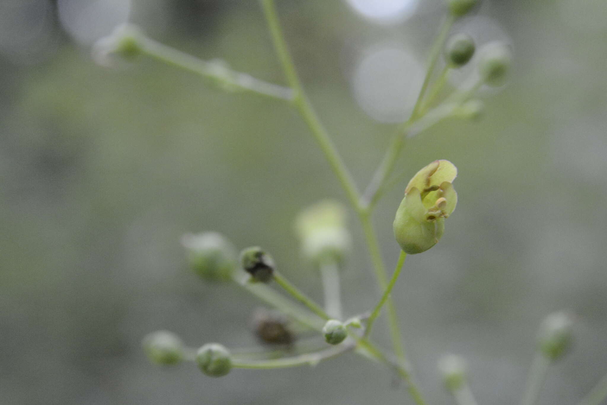 Image of American figwort