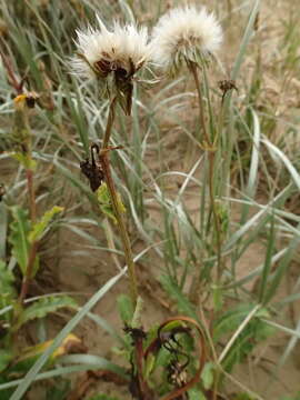 صورة Sonchus megalocarpus (Hook. fil.) J. Black