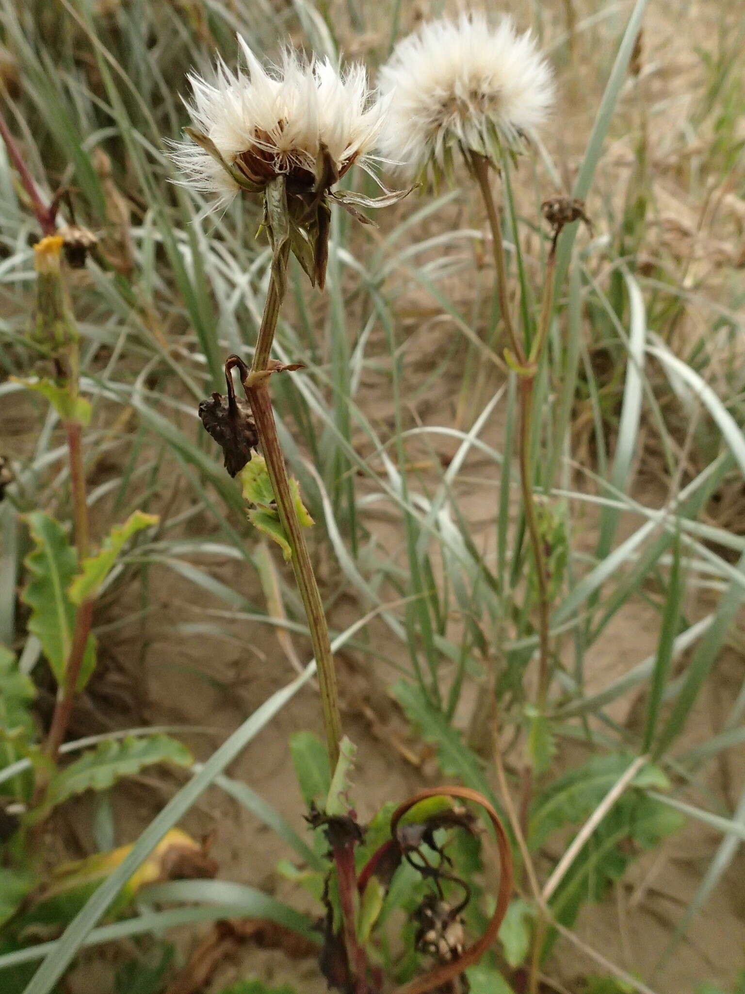 Image of Sonchus megalocarpus (Hook. fil.) J. Black