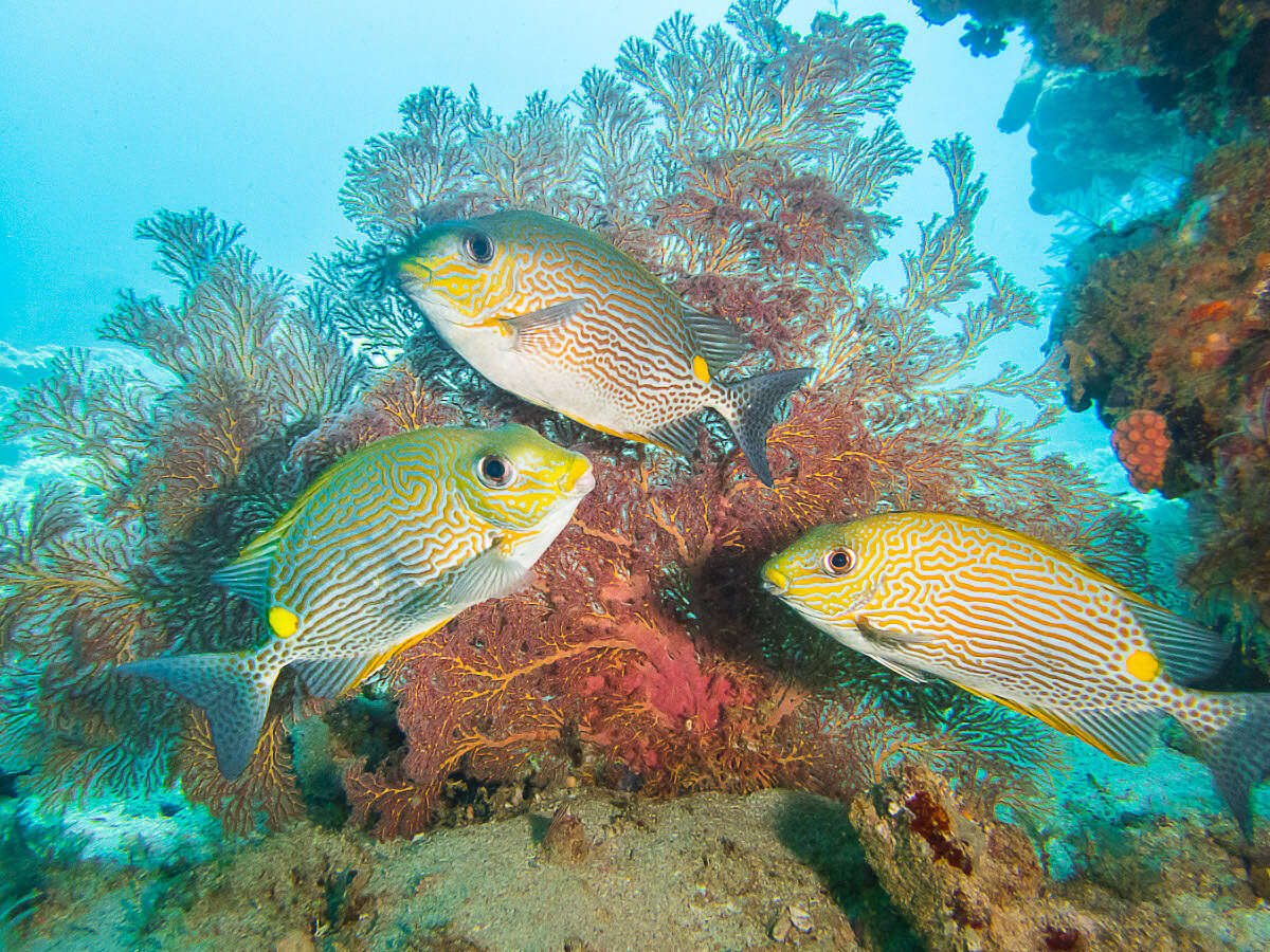 Image of Lined rabbitfish