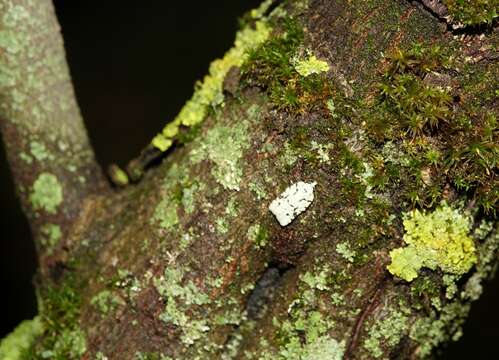 Image of Acleris literana Linnaeus 1758