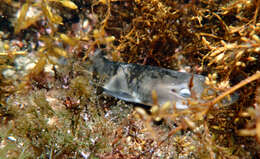 Image of Banded Houndshark