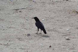 Image of Black Crow