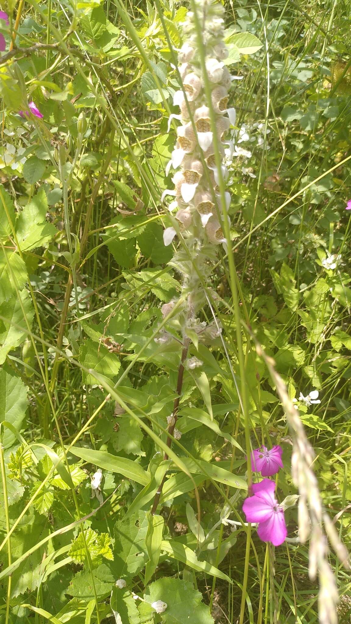 Imagem de Digitalis lanata Ehrh.