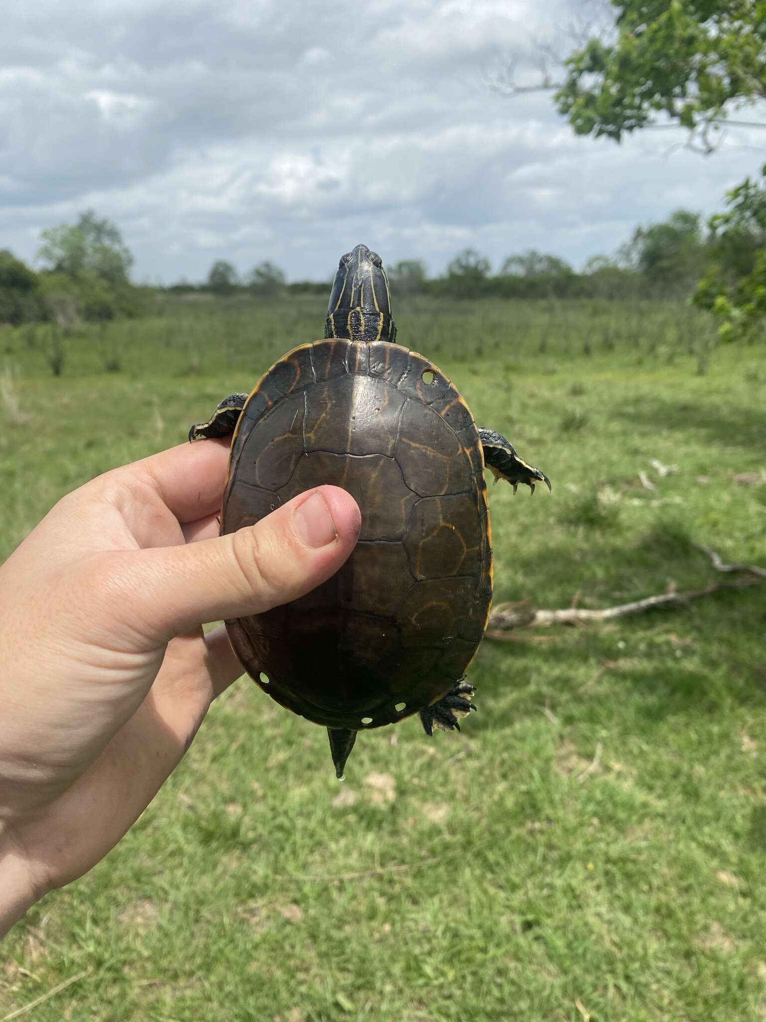 Sivun Deirochelys reticularia miaria Schwartz 1956 kuva