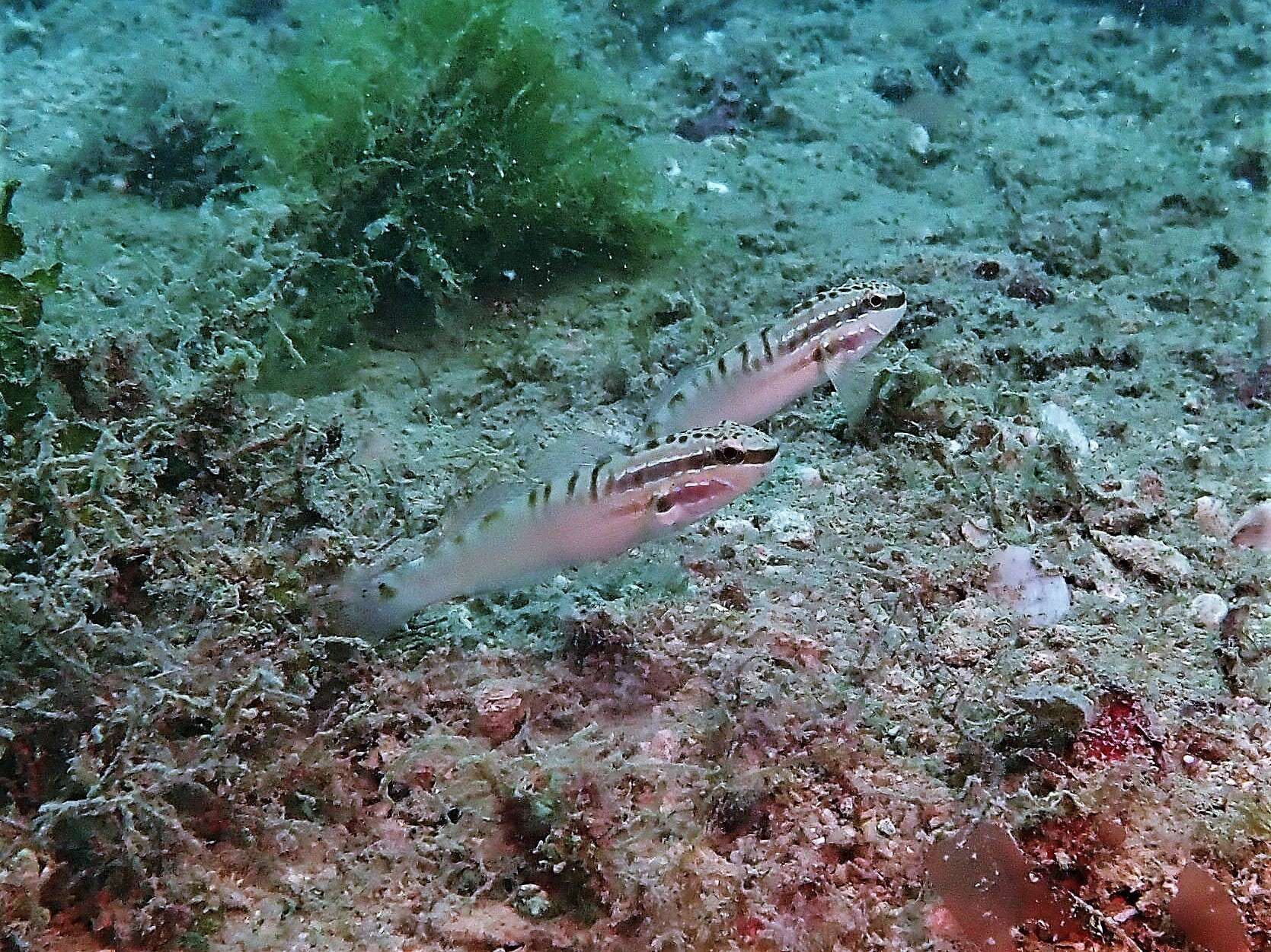 Image de Amblygobius stethophthalmus (Bleeker 1851)