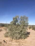 Image of Athel tamarisk