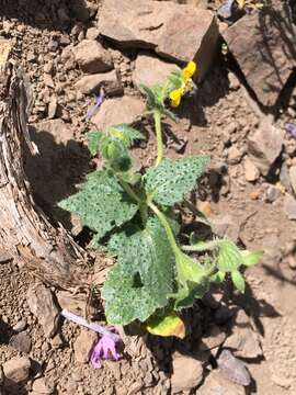 Image of Loasa heterophylla Hook. & Arn.