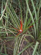 Bromelia serra Griseb.的圖片