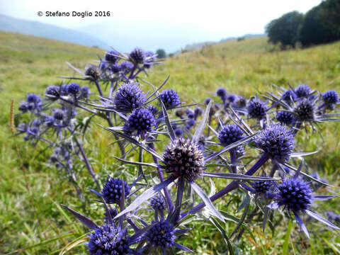 Eryngium amethystinum L. resmi