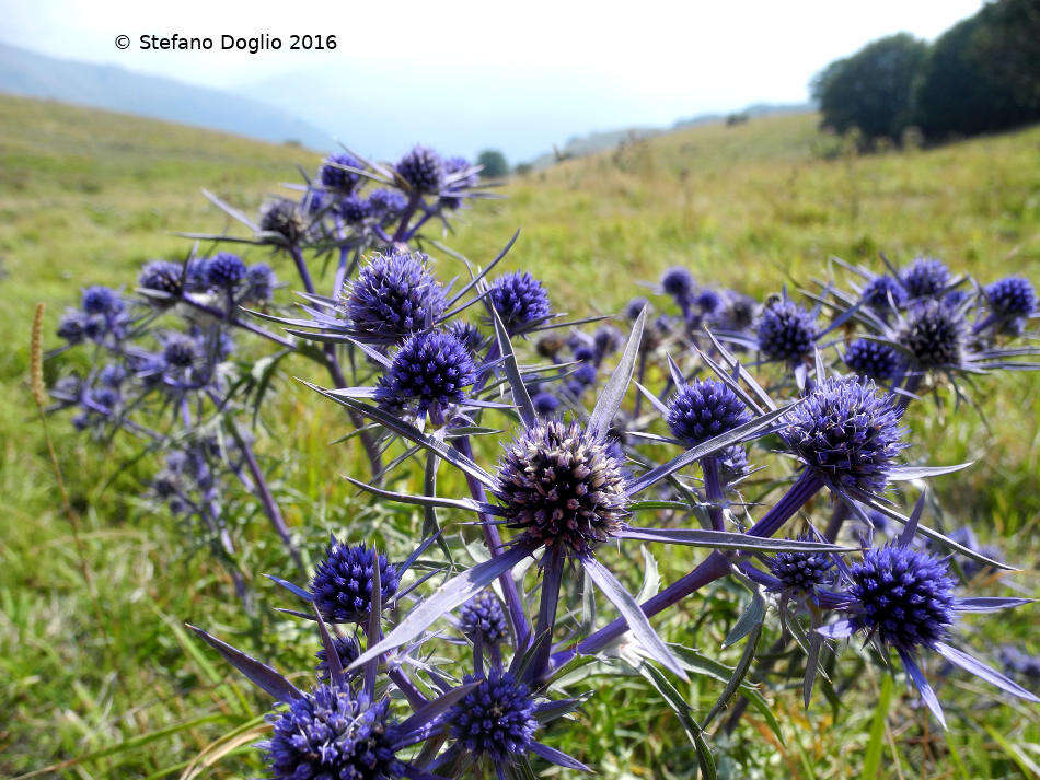 Image of amethyst eryngo