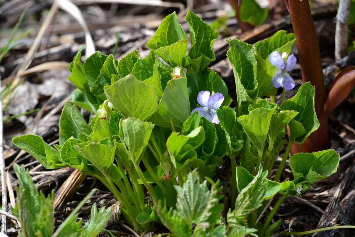 Image of wonder violet