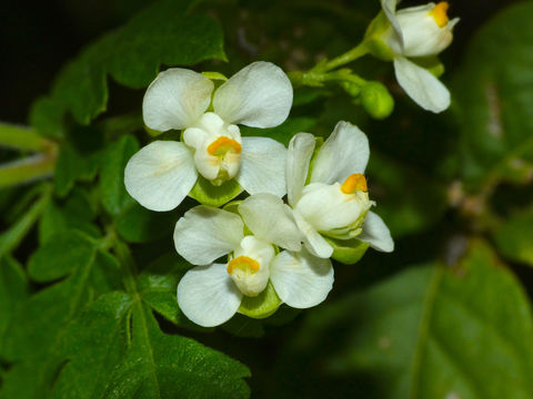 Image of showy balloonvine