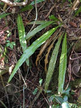 Image of long strapfern