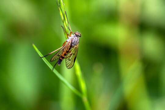 Image of Rhagio vitripennis