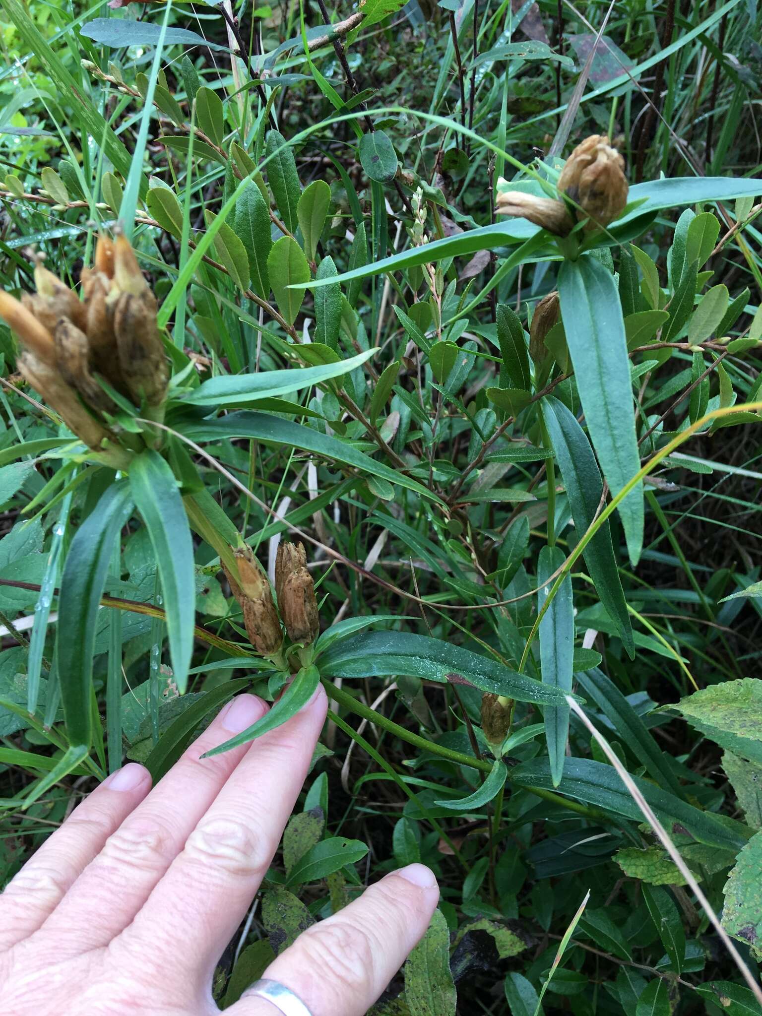 Imagem de Gentiana linearis Froel.