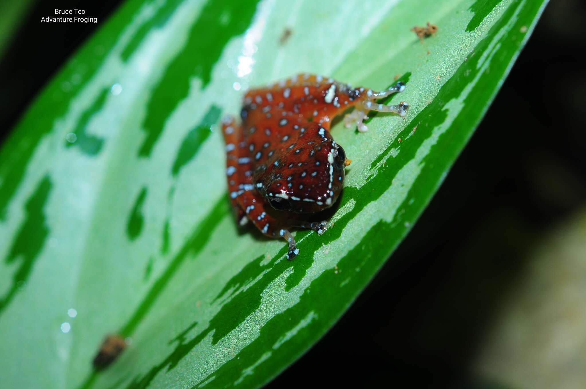 Слика од Nyctixalus pictus (Peters 1871)