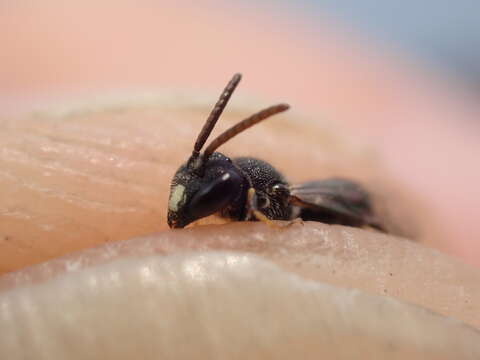 Image of Punctate masked bee