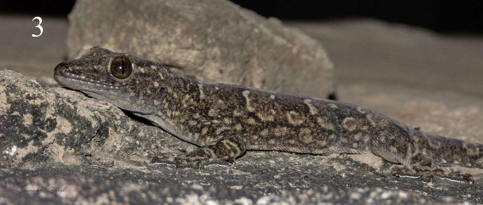Image de Hemidactylus yajurvedi Murthy, Bauer, Lajmi, Agarwal & Giri 2015