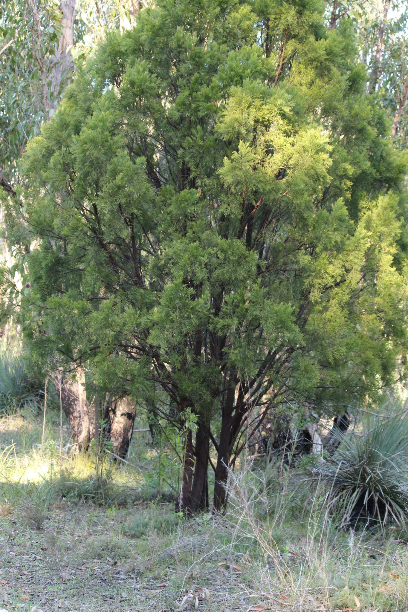 Image of Exocarpos cupressiformis Labill.