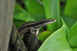 صورة Spondylurus culebrae Hedges & Conn 2012