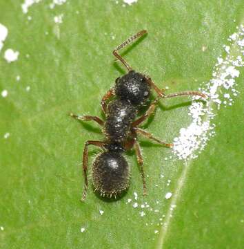 Imagem de Echinopla turneri Forel 1901