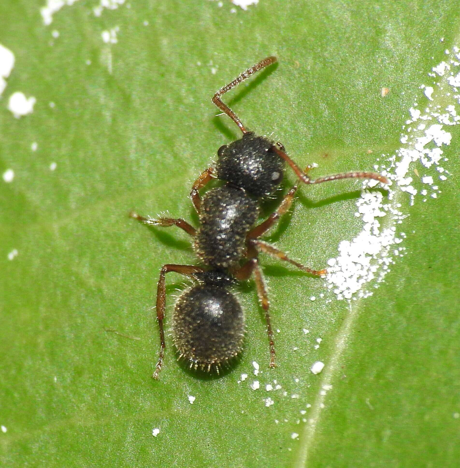 Слика од Echinopla turneri Forel 1901