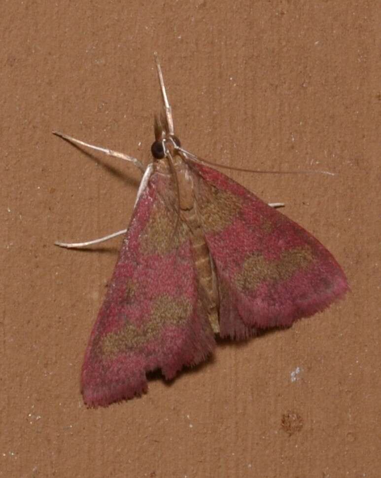 Image of Southern Purple Mint Moth