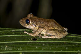 Image de Pristimantis diadematus (Jiménez de la Espada 1875)