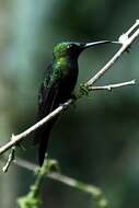 Image of Black-throated Brilliant