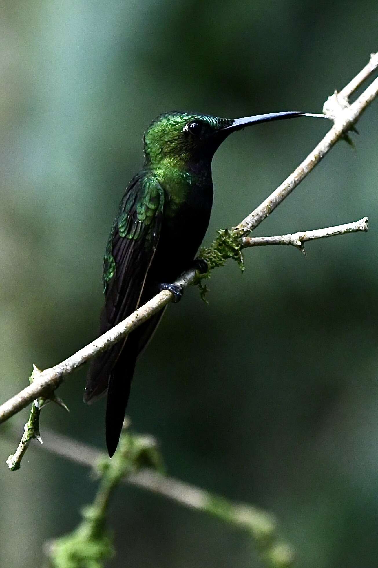 Image of Black-throated Brilliant