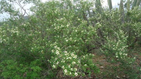 Image of Varronia globosa Jacq.