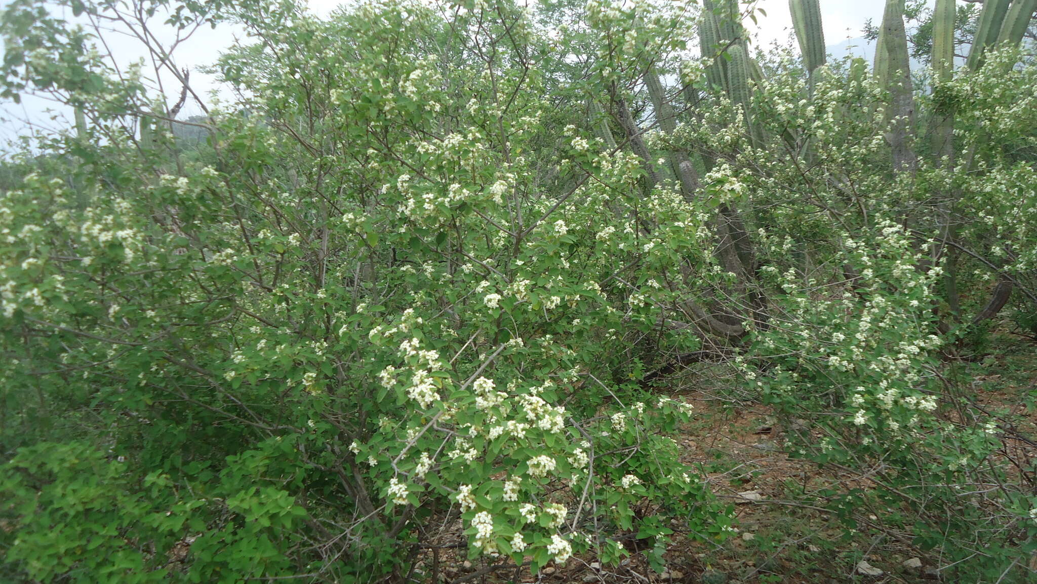 صورة Varronia globosa Jacq.