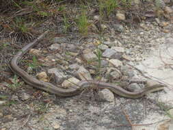 Image of Blonde Hognose Snake