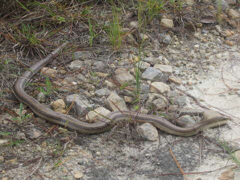 Leioheterodon modestus (Günther 1863)的圖片