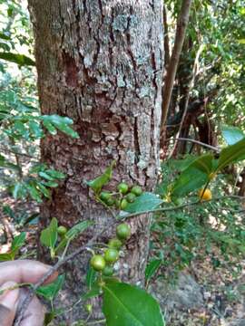 Image of Zanthoxylum asiaticum