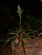 Image of Lemeltonia monadelpha (É. Morren) Barfuss & W. Till