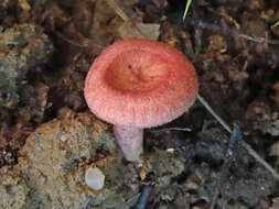 Image of Lactarius spinosulus Quél. & Le Bret. 1880