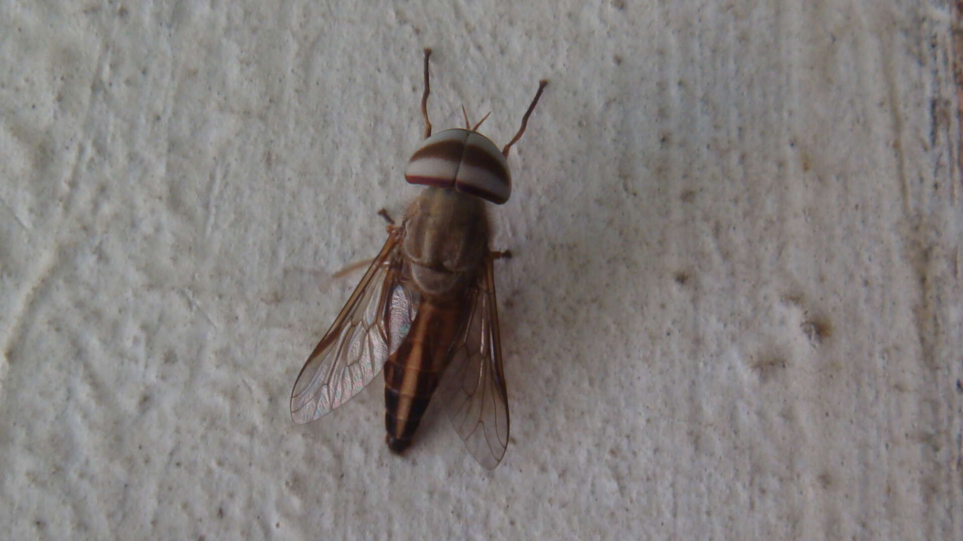 Image of Tabanus striatus Fabricius 1787