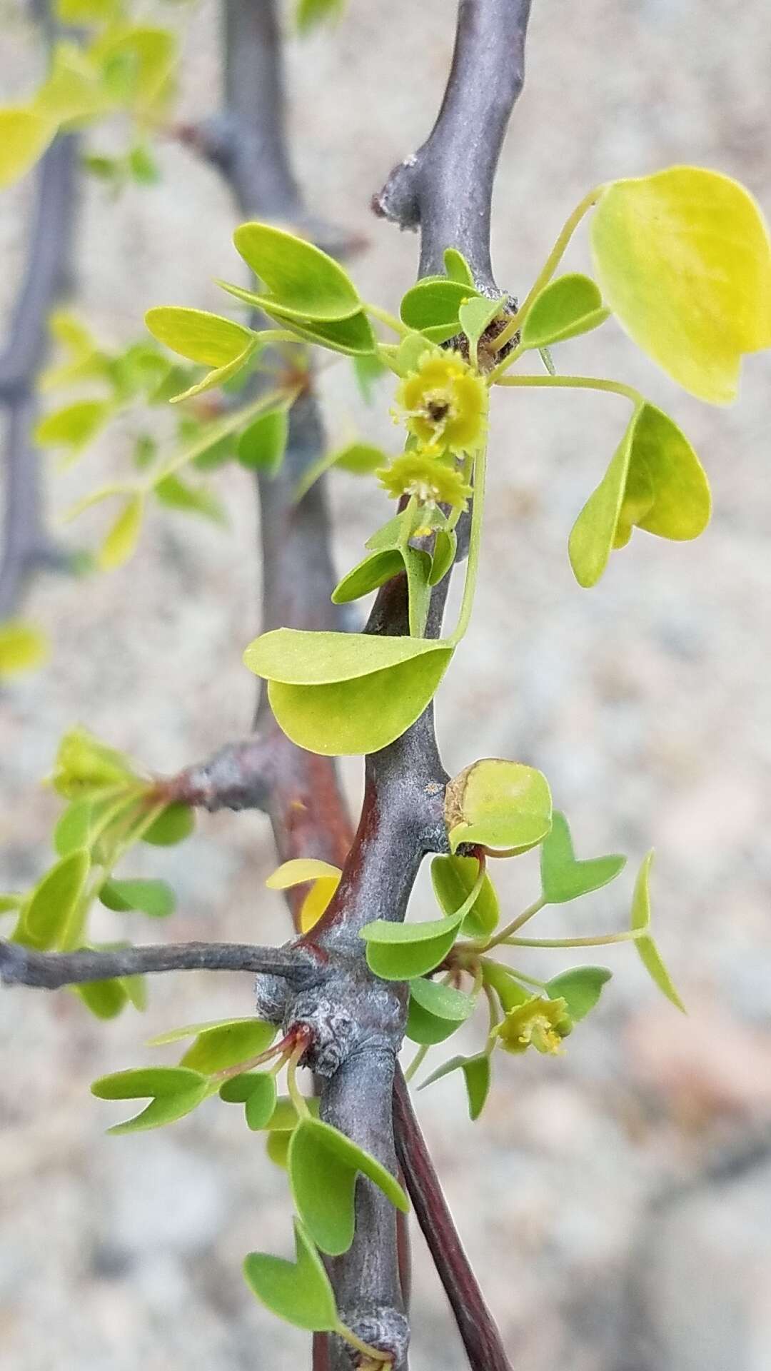 Image of Euphorbia californica Benth.