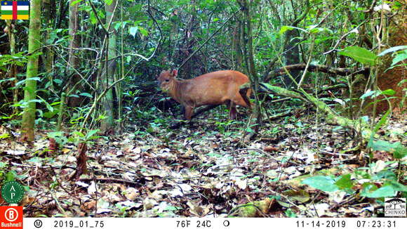 Image of Weyns's Duiker