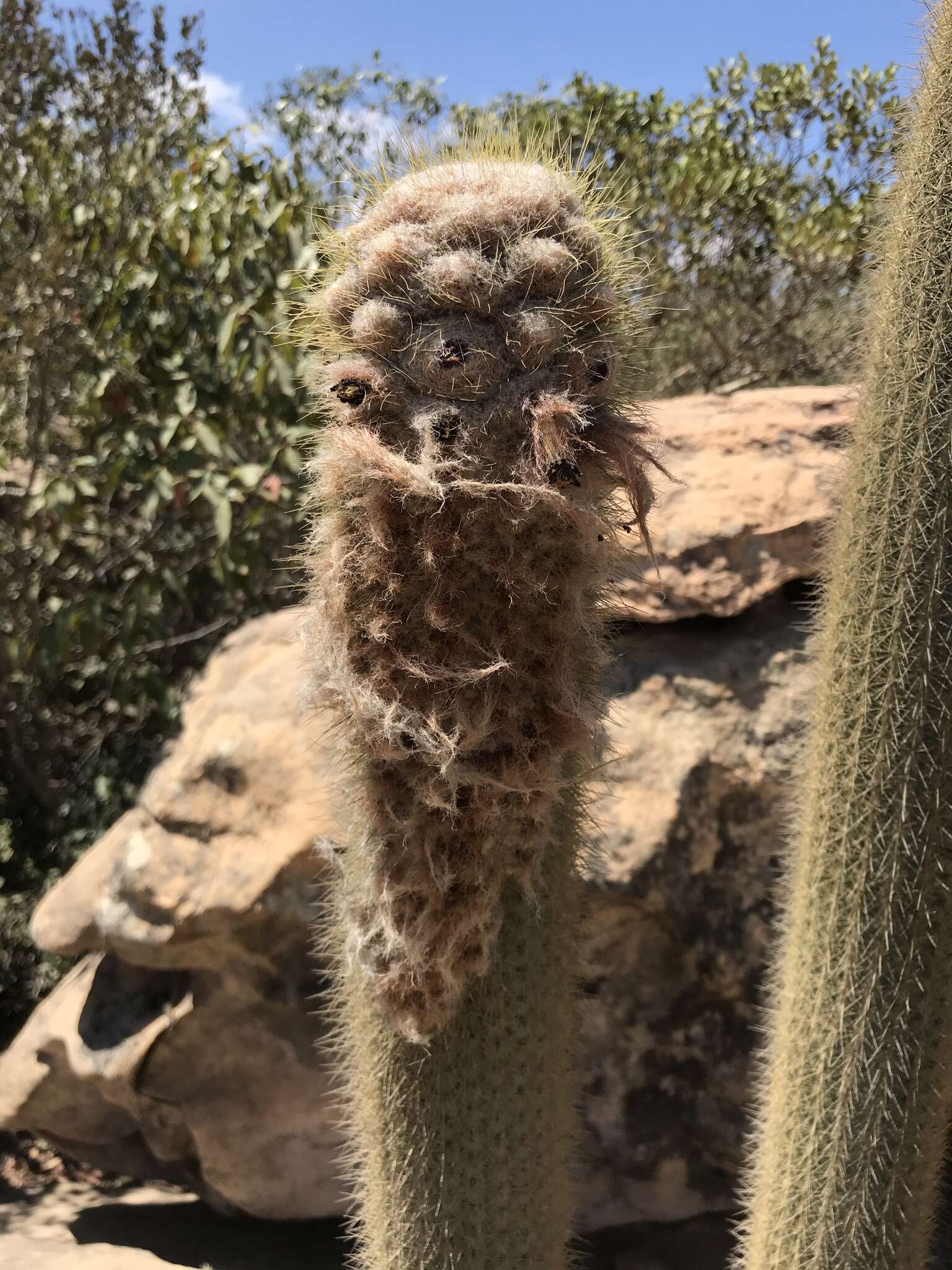 Micranthocereus purpureus (Gürke) F. Ritter的圖片