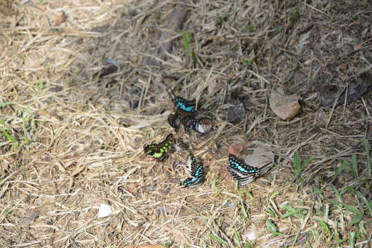 Sivun Graphium tynderaeus (Fabricius 1793) kuva