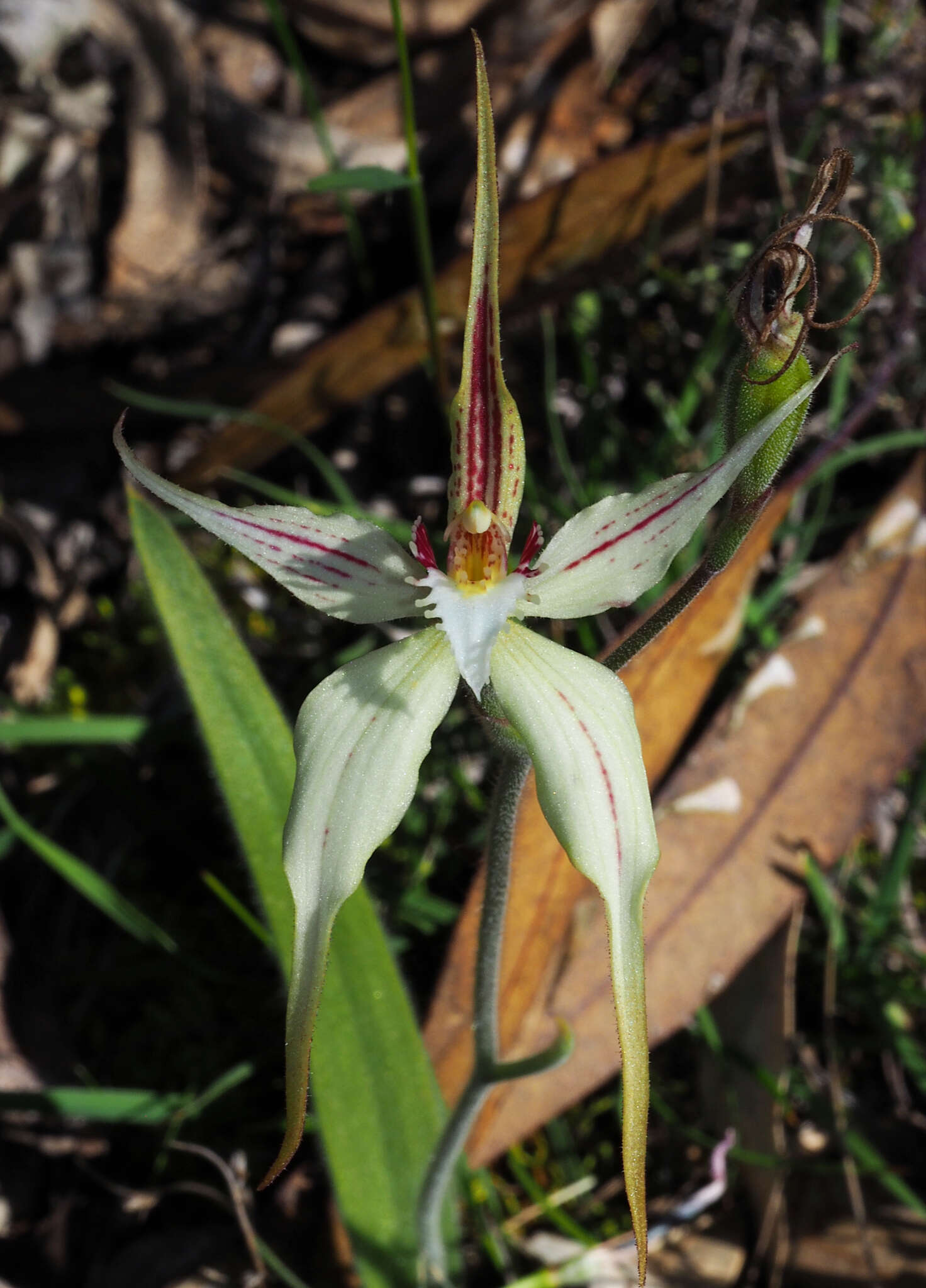 Image of Caladenia triangularis R. S. Rogers
