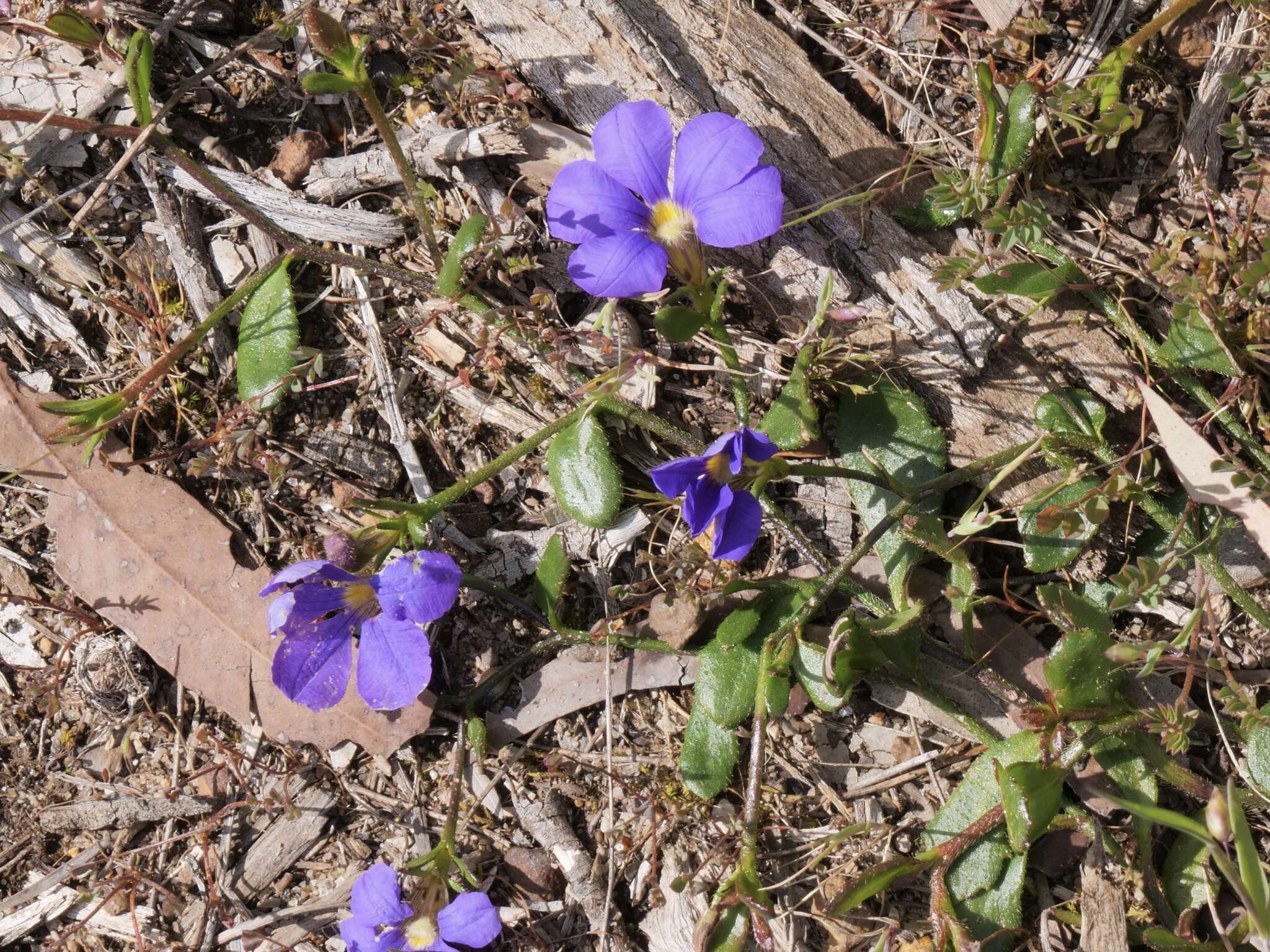 Imagem de Scaevola striata R. Br.