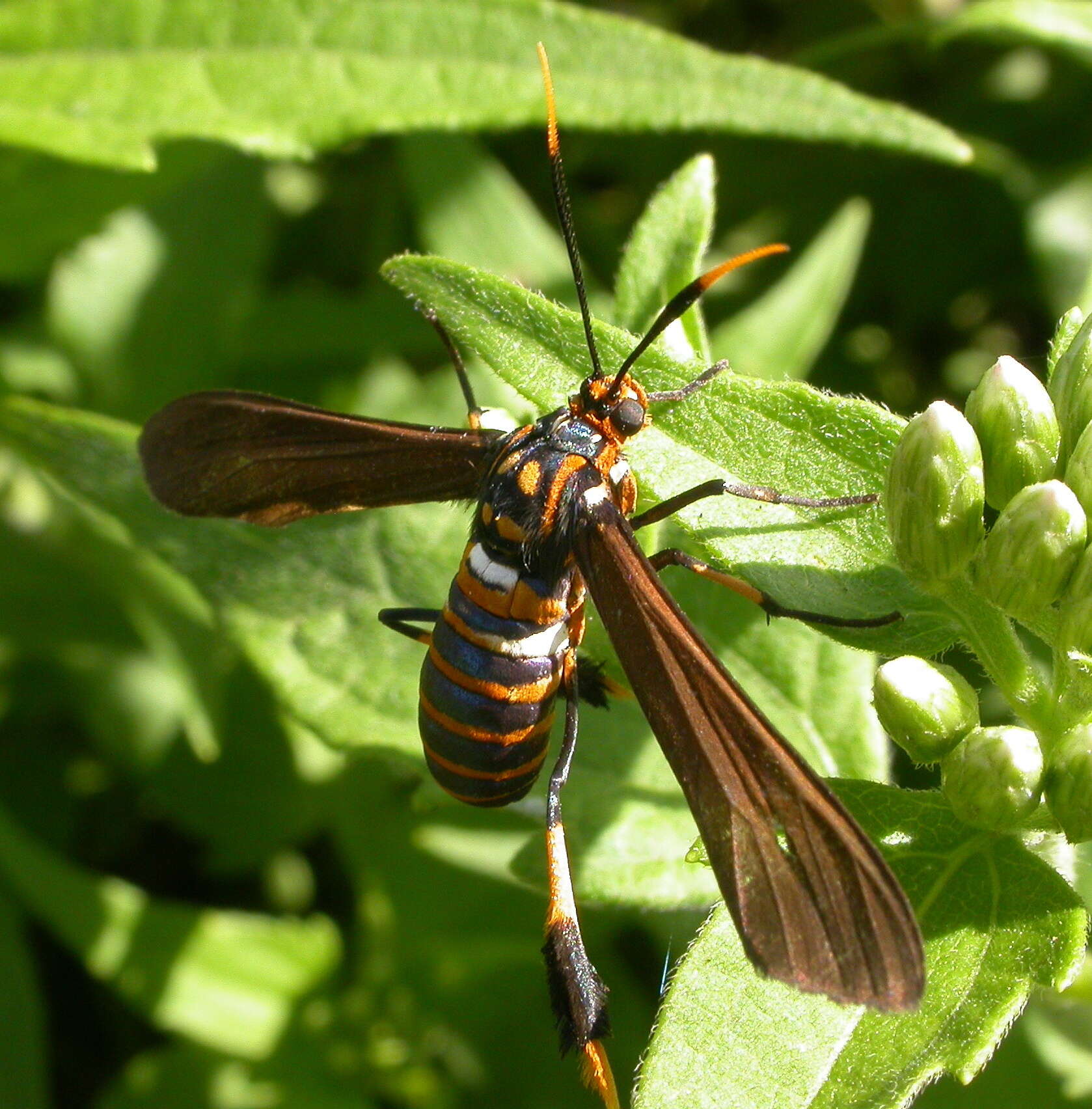 Image of Texas Wasp Moth