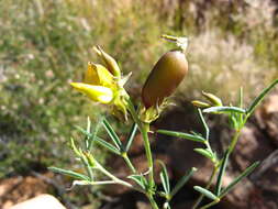 Image of Crotalaria damarensis Engl.