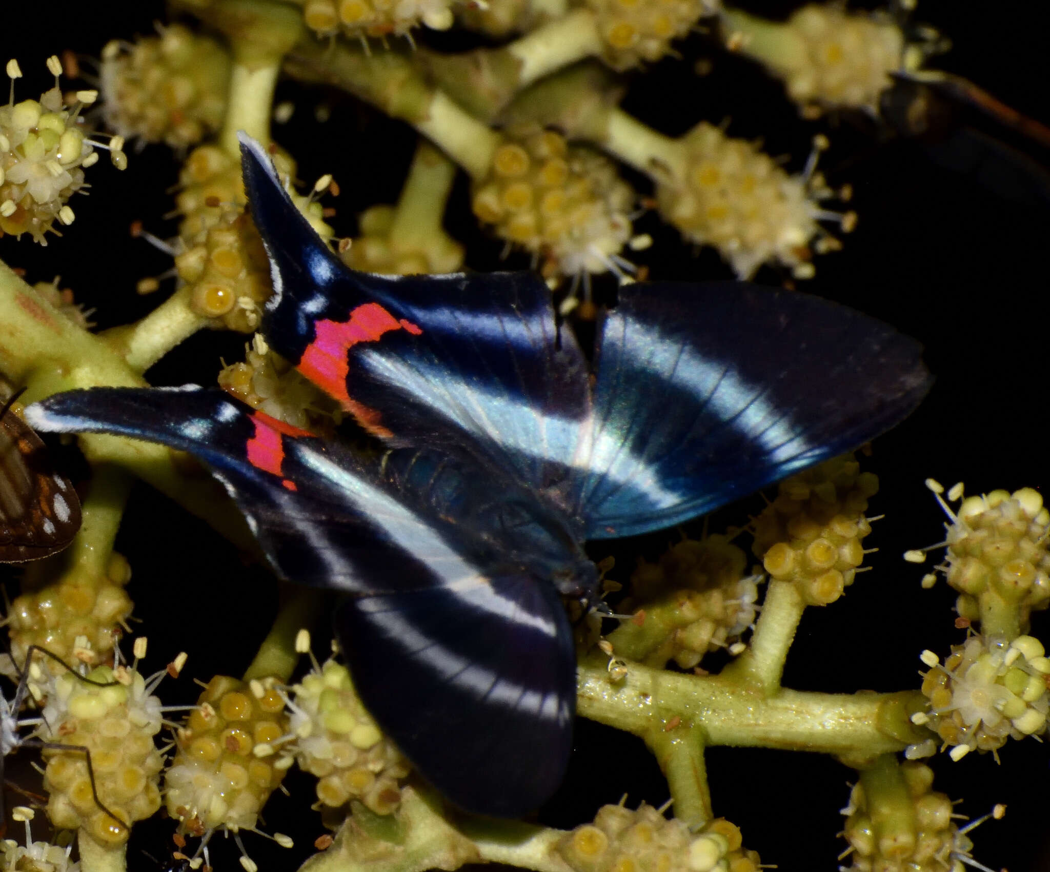 Rhetus dysonii caligosus Stichel 1929 resmi