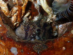 Image of Decorated Warbonnet